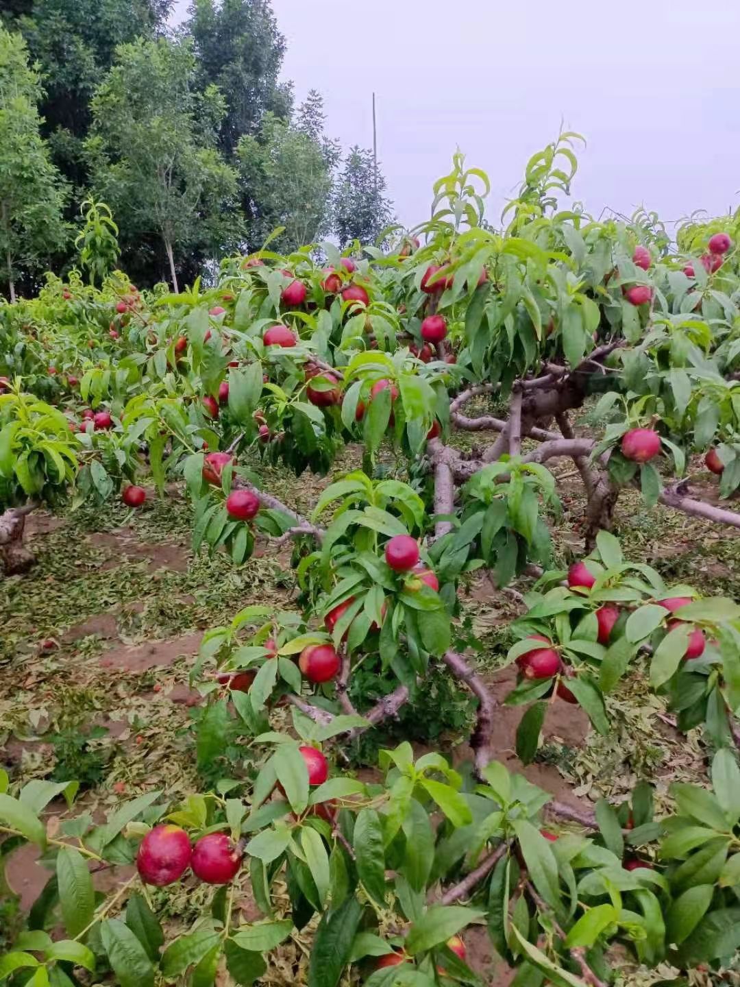 中油油桃 露天油桃