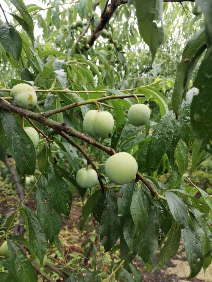 绥江半边红李子 云南省昭通市绥江县