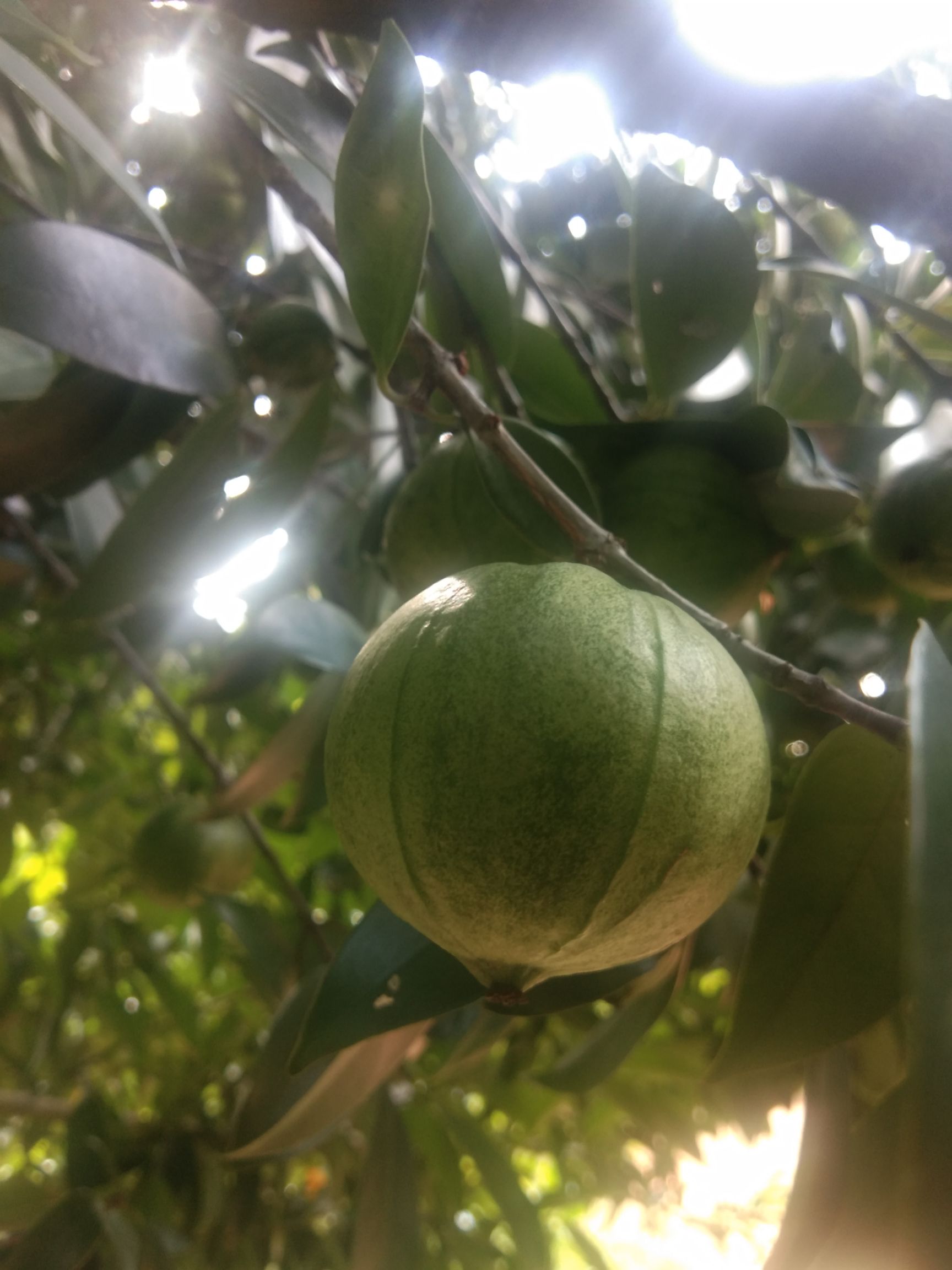 山竹（龙檬子）