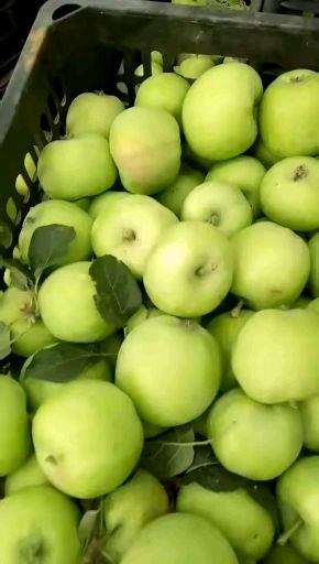 金帅苹果  华硕苹果 早熟苹果大量上市 口感脆甜
