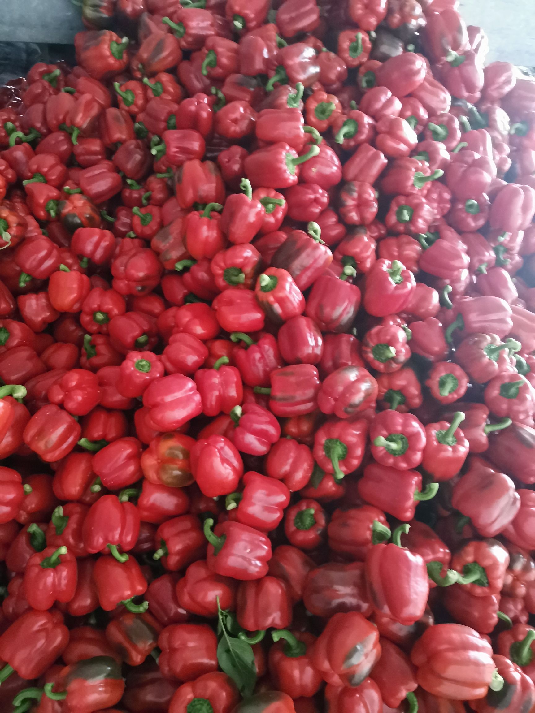 寿光市田硕蔬菜有限公司。我们这里主要种植红彩椒，黄彩椒，量大