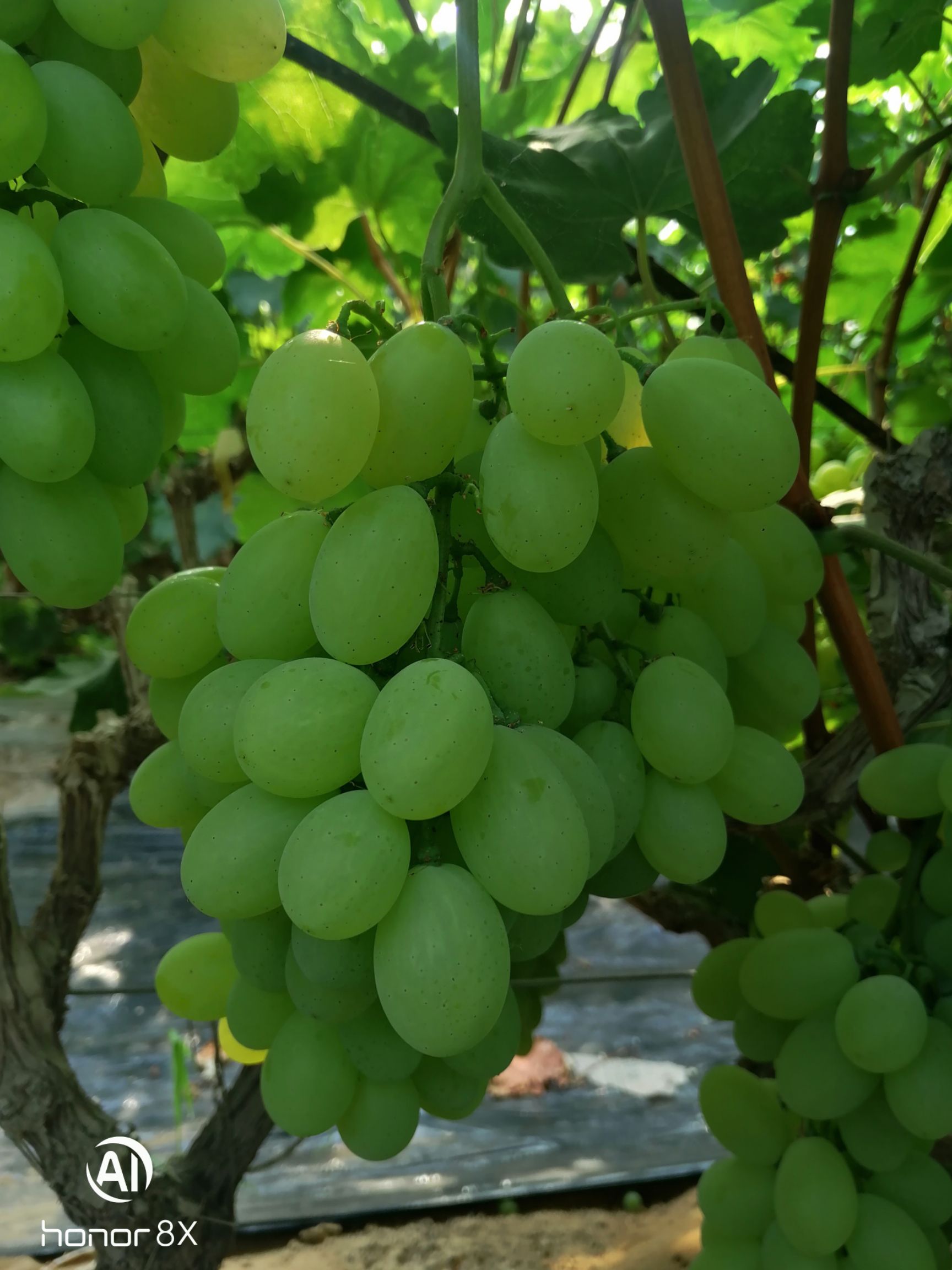 维多利亚葡萄上市了了果面干净口感甜，颜色好看需要的老板联系