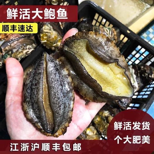 常熟市 海鲜水产鲜活鲍鱼4-12头/斤大鲍鱼新鲜活体大个鲍鱼