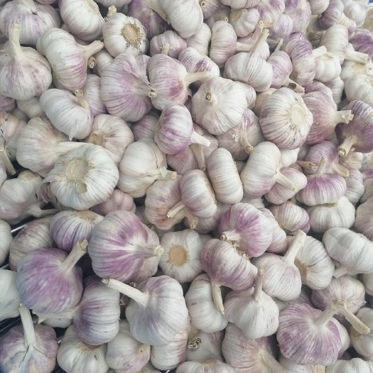 邳州市邳州红皮蒜  精品净蒜红蒜