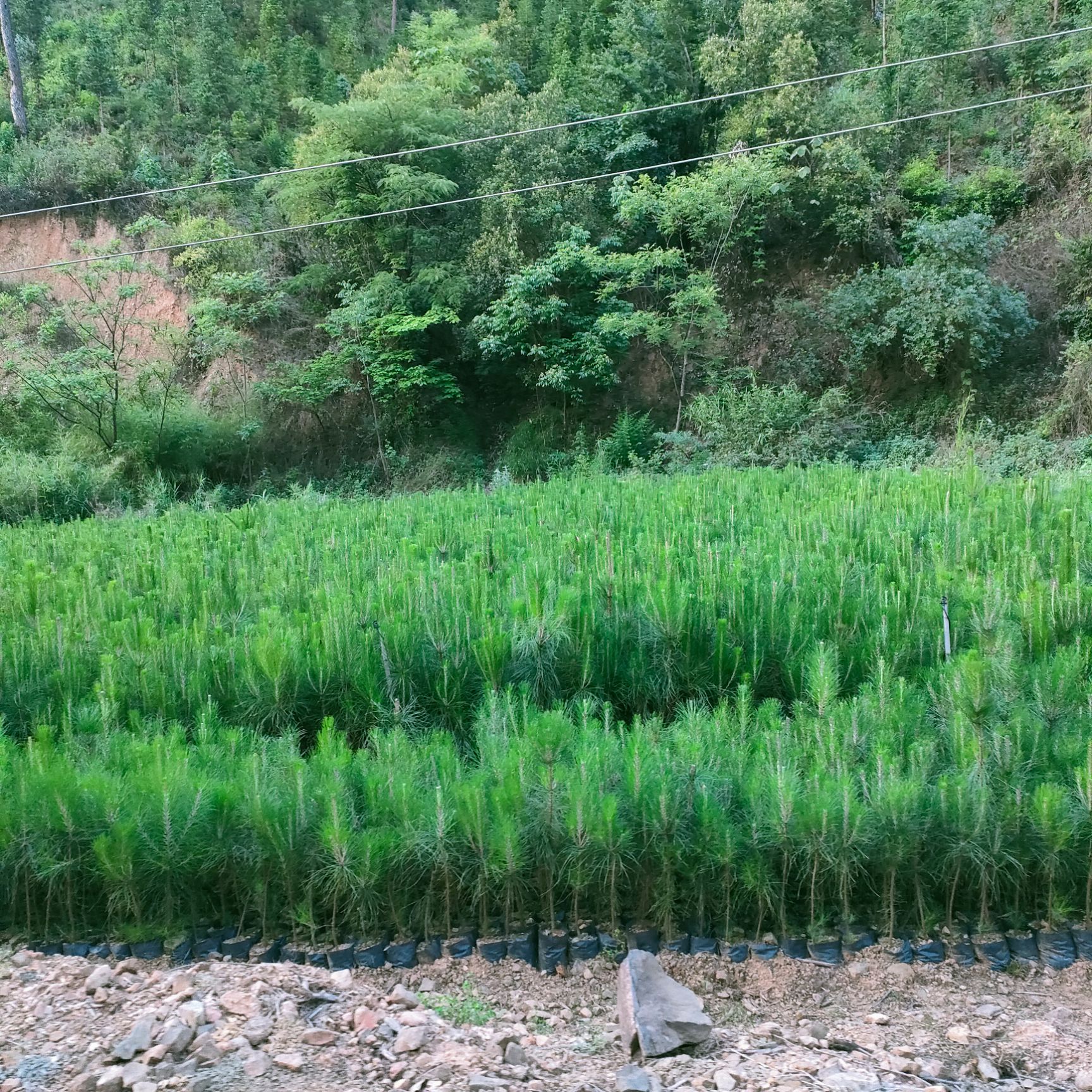 湿地松树苗 松树苗