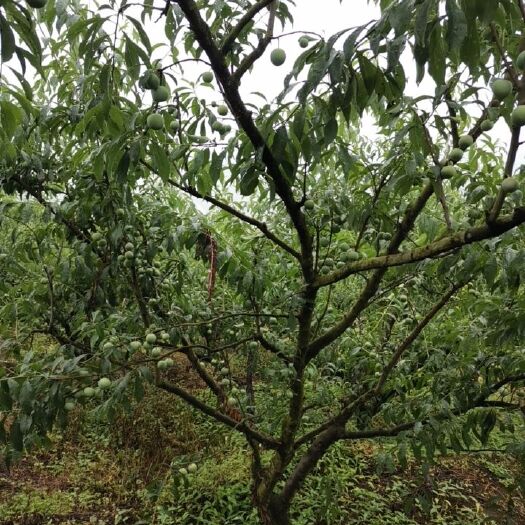 绥江县绥江半边红李子