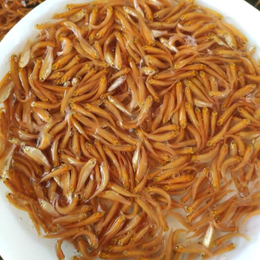 博罗县俄罗斯金草鱼苗（金丝草鱼苗），好养活，好看又好吃