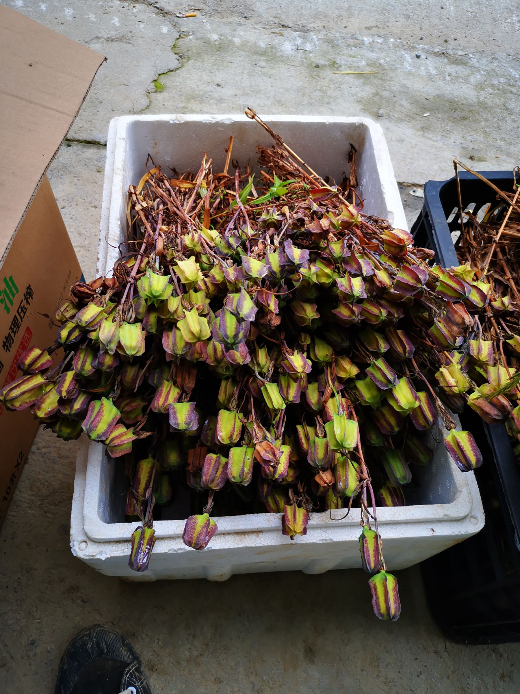 贝母种子  川贝