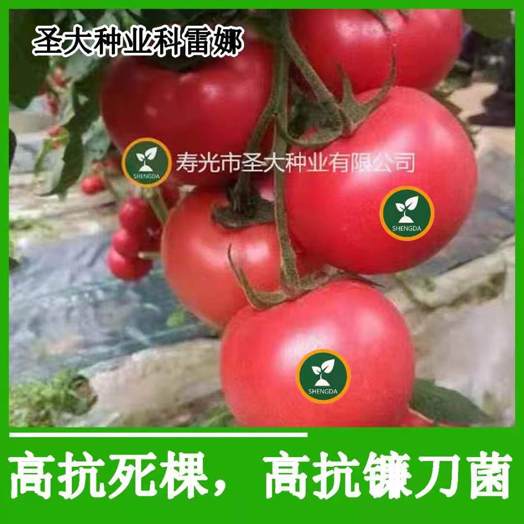 硬粉西红柿苗 —科雷娜 秋延迟 越冬 早春 硬粉番茄品种