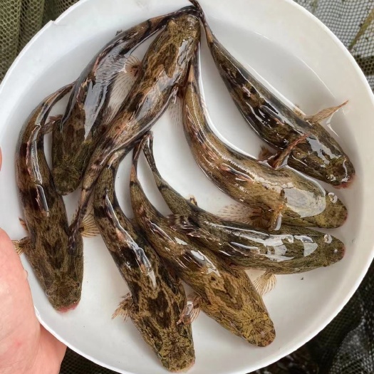 博罗县笋壳鱼苗