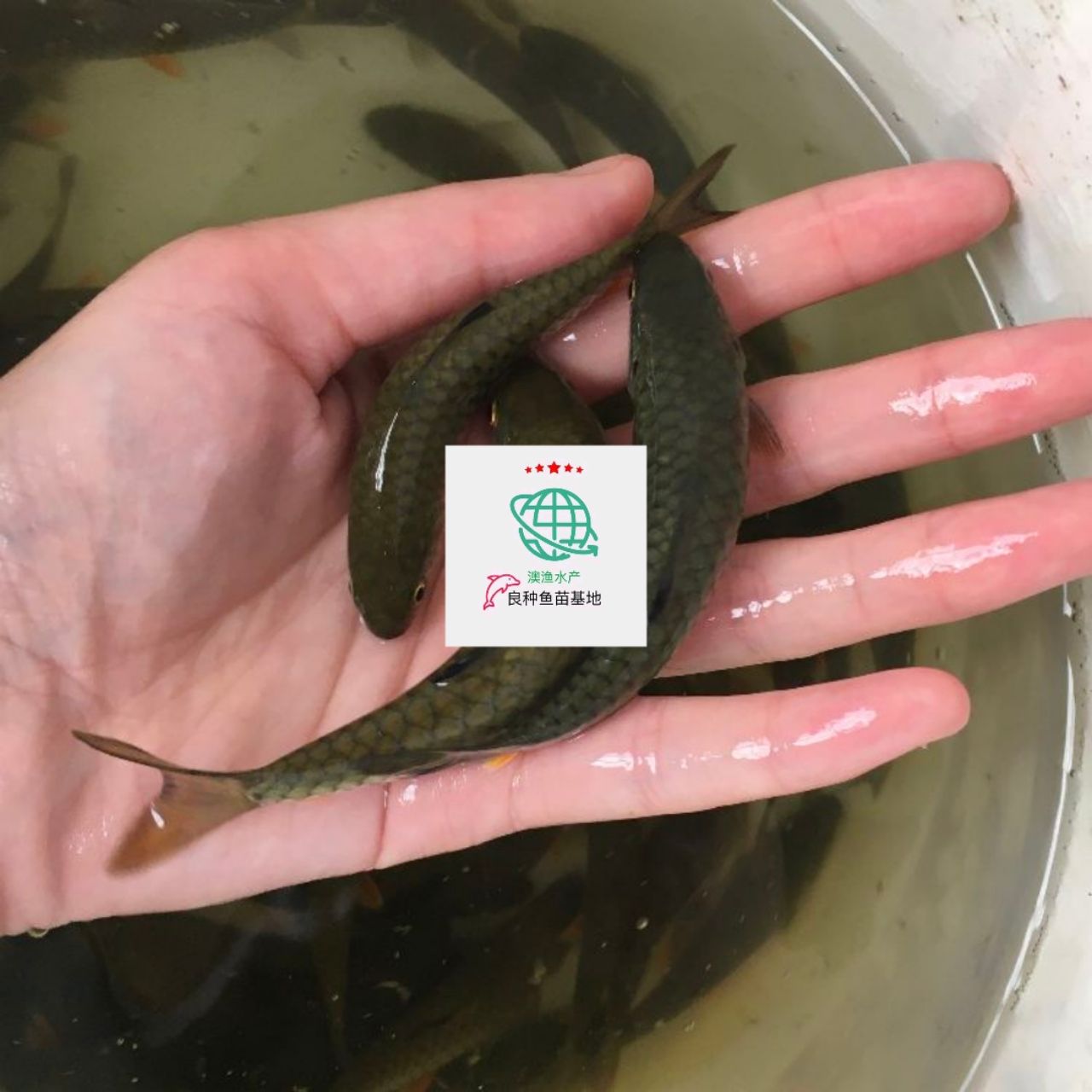 倒刺鲃鱼苗 畅销倒刺军鱼苗，坑娟鱼苗