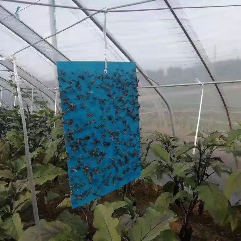 双面粘虫板诱虫板黄色蓝板灭小黑飞杀粘板蓟马大棚果园针蜂诱捕器