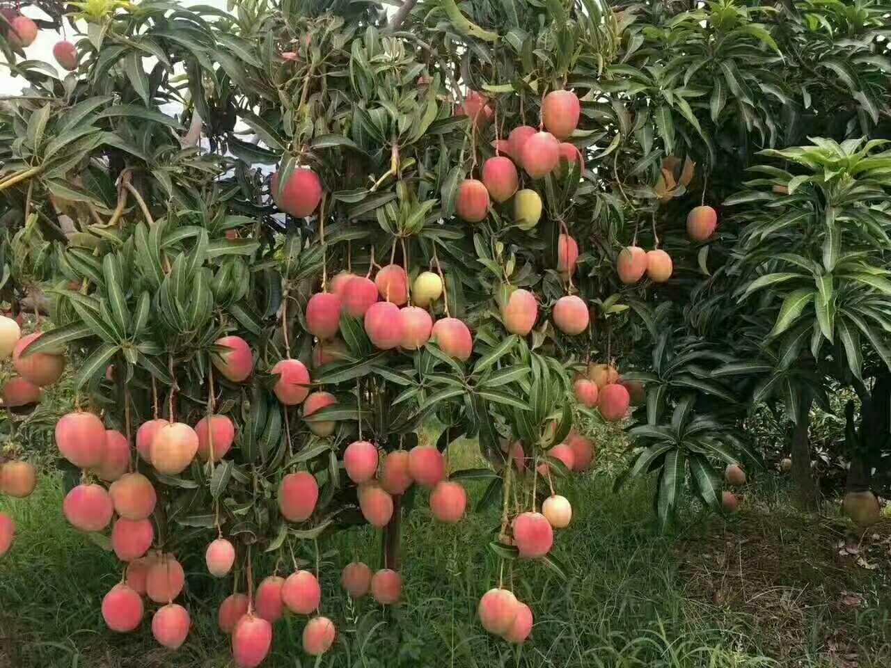 圣心芒果，晒果