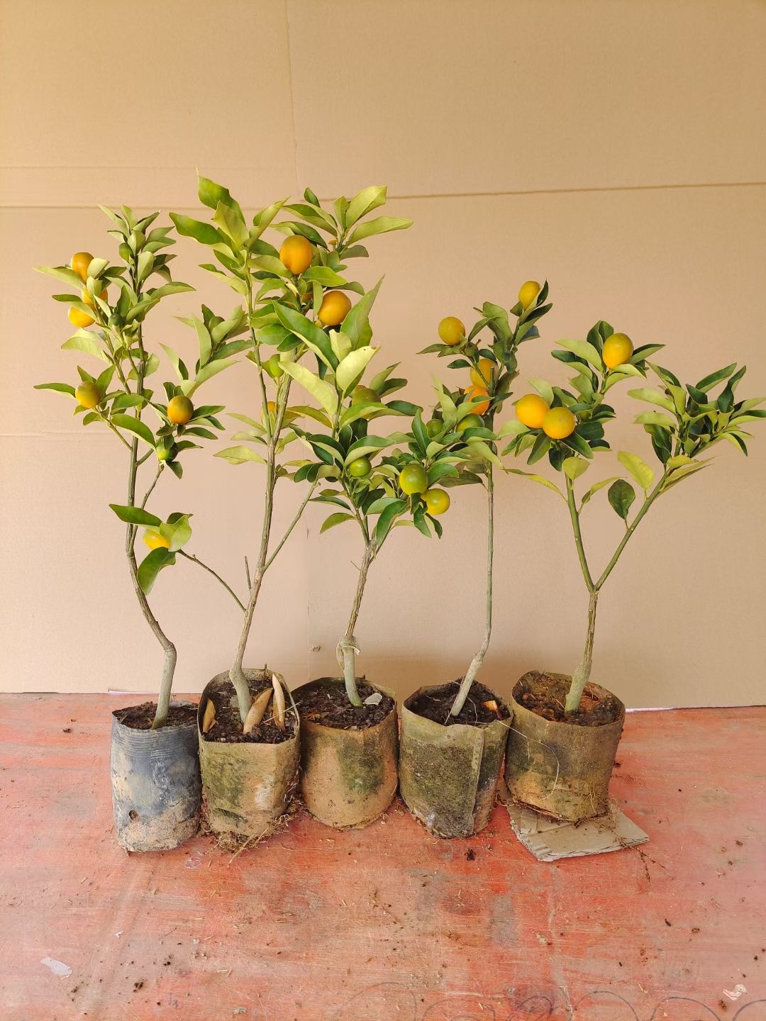 脆皮金桔苗  四季脆蜜脆皮金桔苗一年多季结果
种植当年挂果