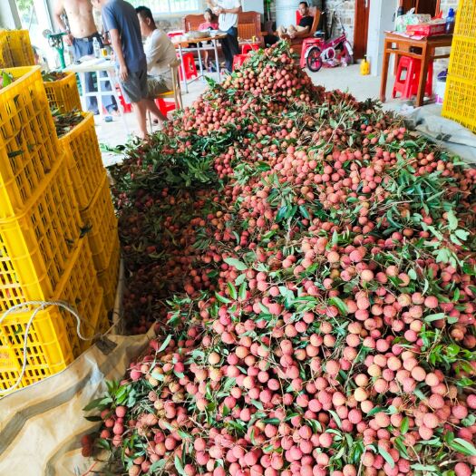 北流市桂味荔枝 大量龙安桂味