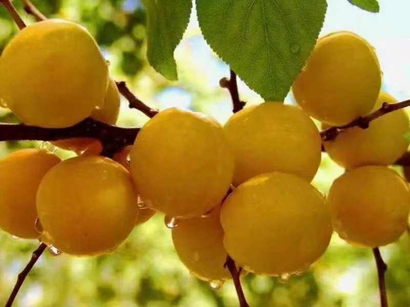 [爆款]2025新疆轮台匡装小白杏批发团购大量出货抢购中