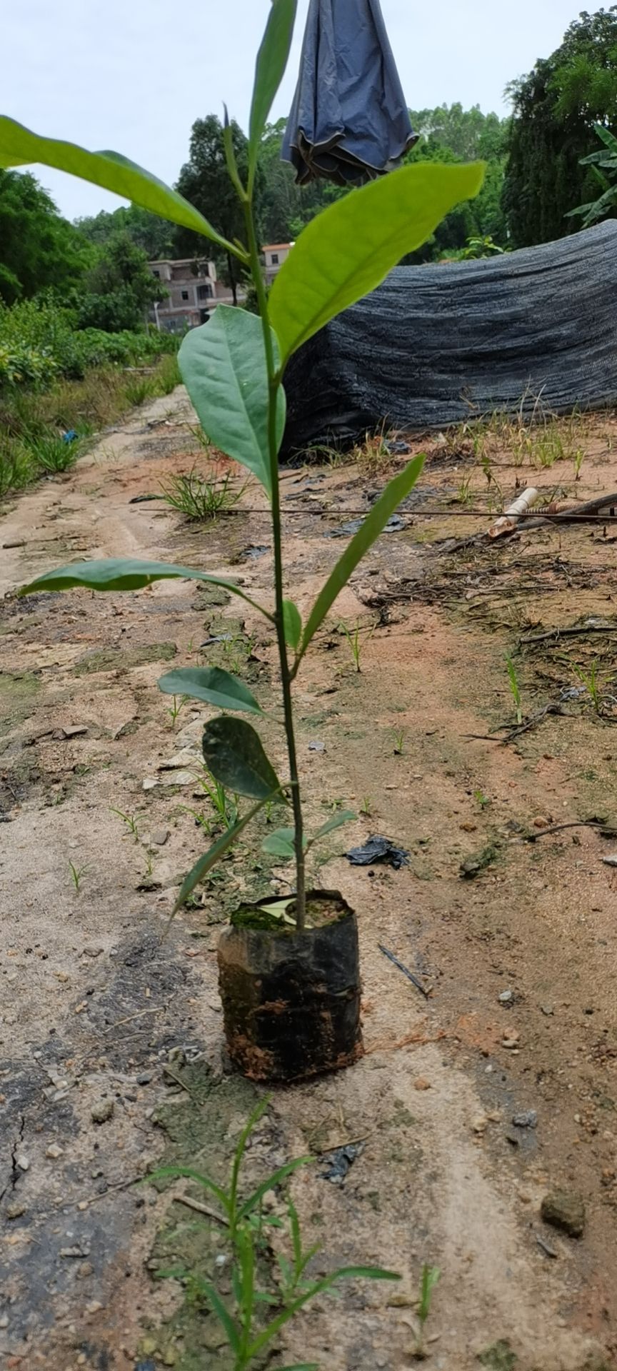 火力楠木苗 火力楠袋苗30至8ocm高