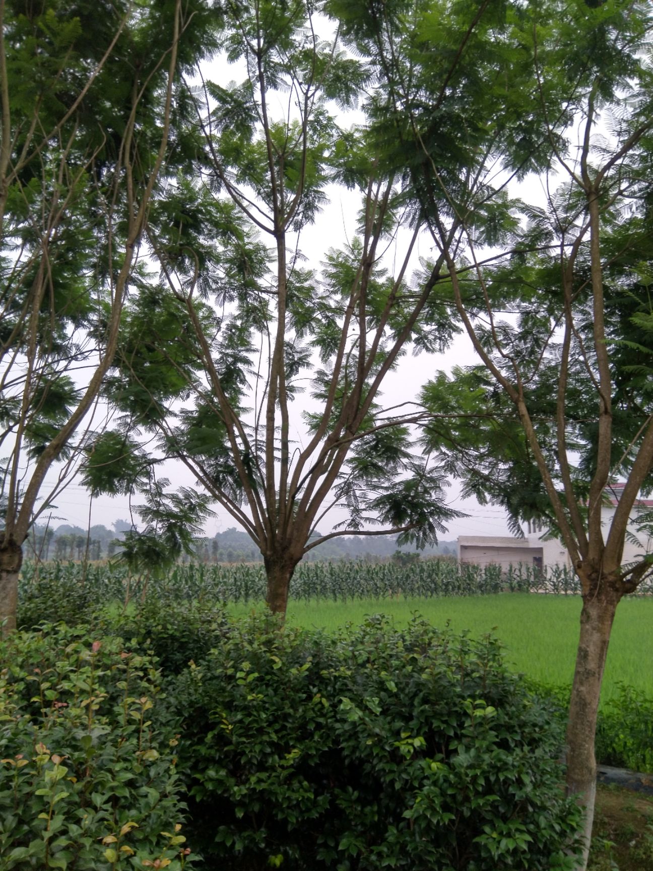 蓝花楹各种规格，各种树形应有尽有！大量现货供应！关注来电咨