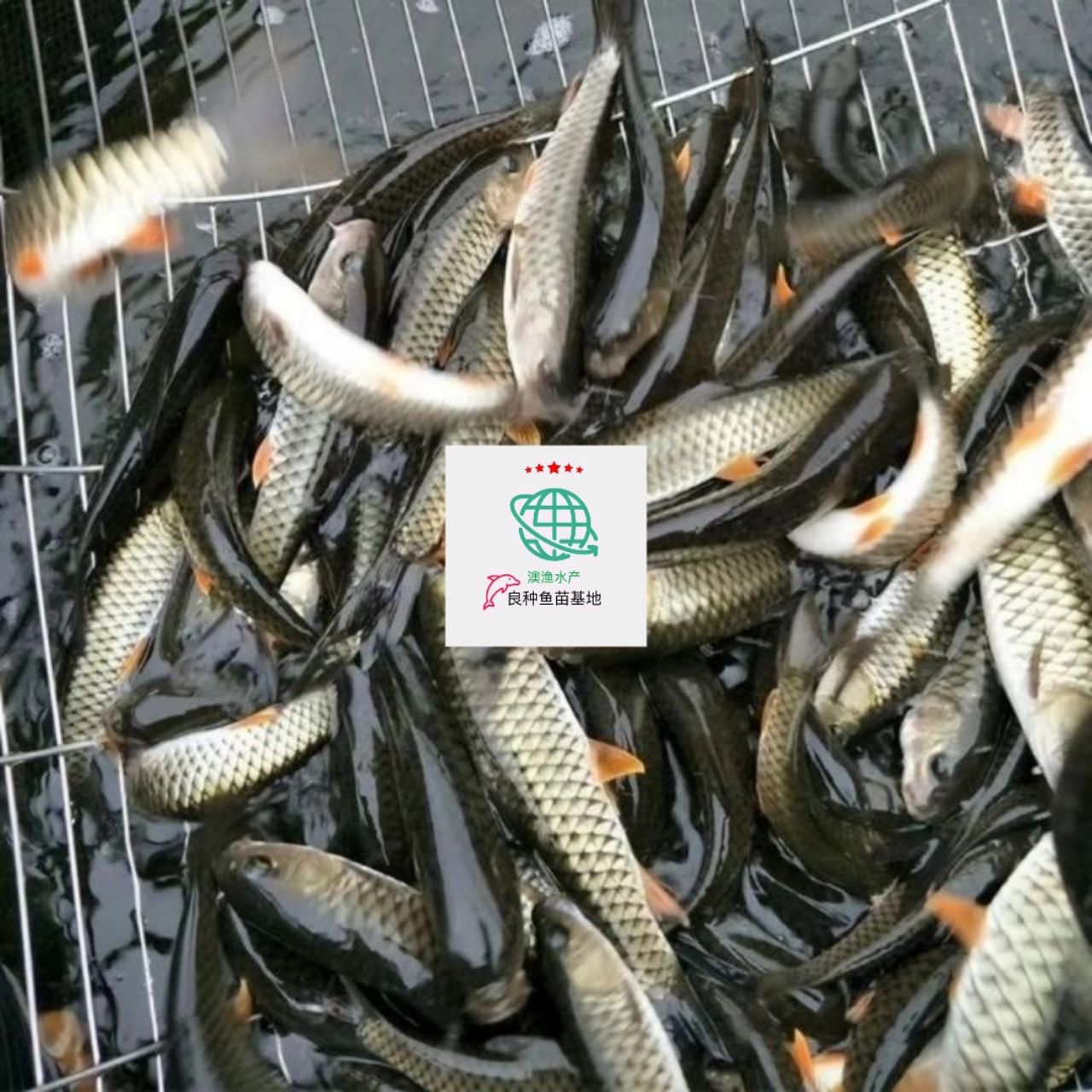 倒刺鲃鱼苗 畅销倒刺军鱼苗，坑娟鱼苗
