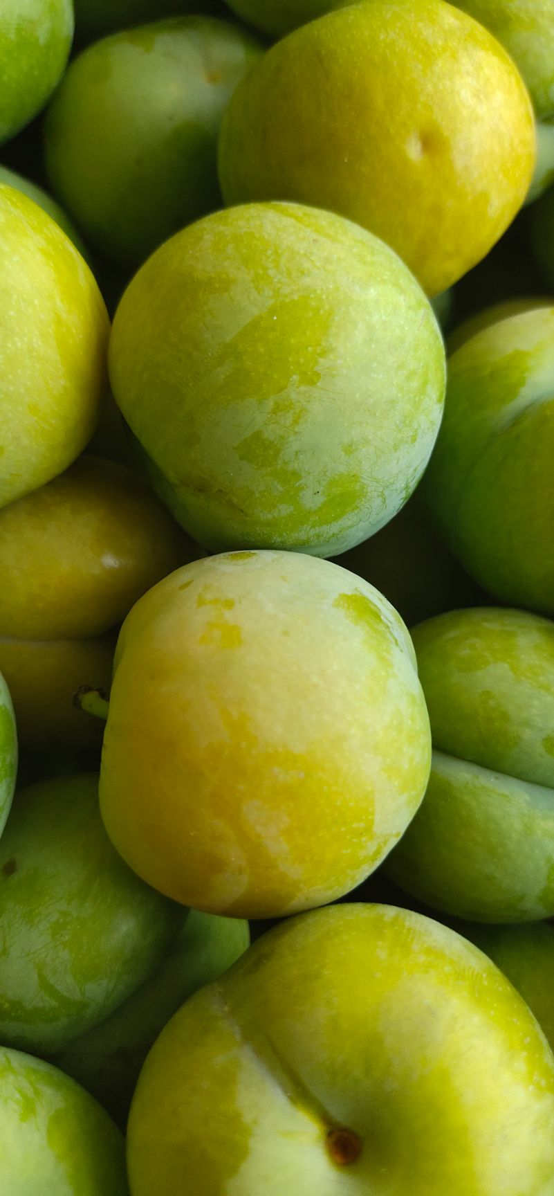 蜂糖李  六马蜂螗李，原产地直供