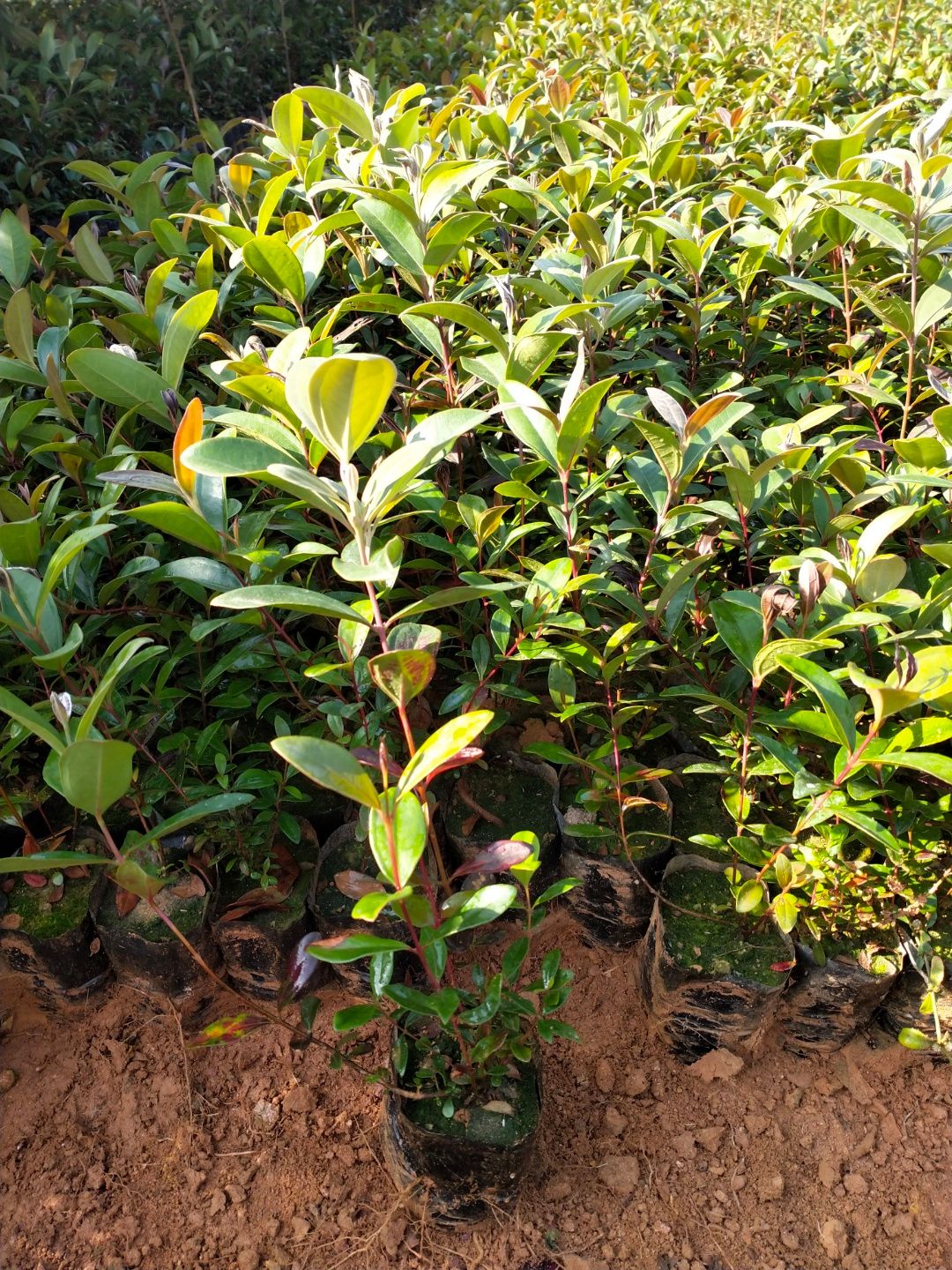 桃金娘苗 0.5~1米