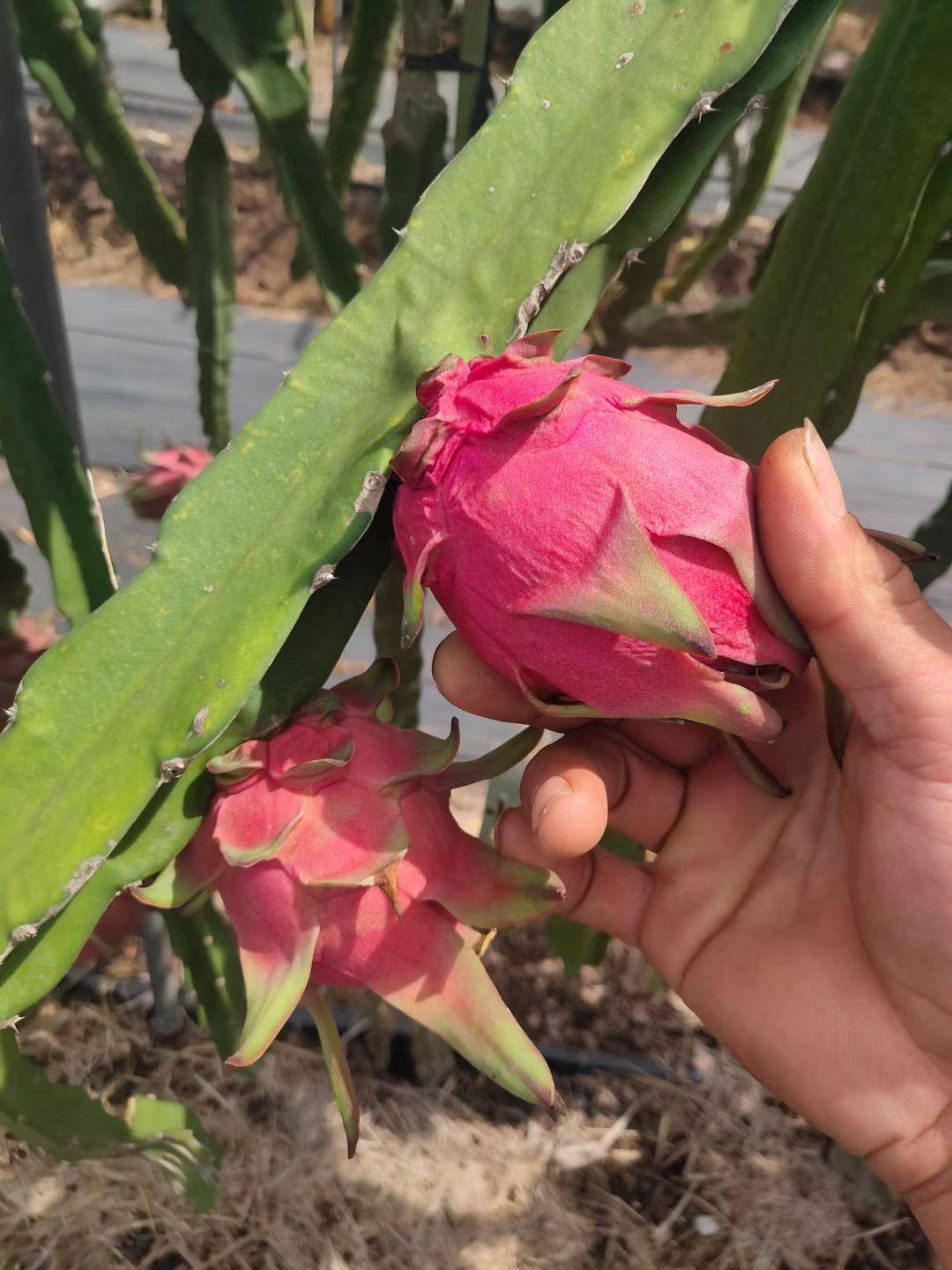 金都一号火龙果  迷你小果，火龙果