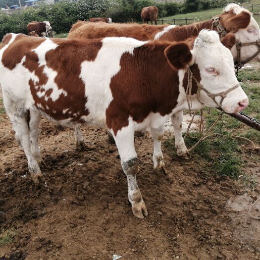 西门塔尔牛 400-600斤 母牛 