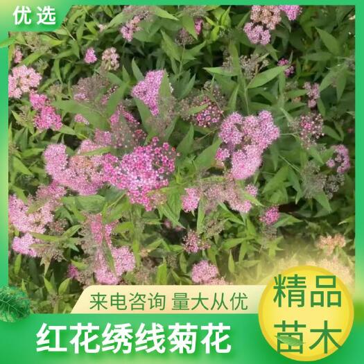 沭阳县绣线菊，红花绣线菊，金山绣线菊 ，金熖绣线菊大量供应批发零售