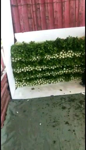  芹菜，大白菜，辣椒