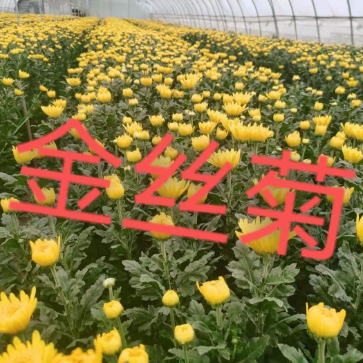 沭阳县菊花切花 白菊花黄菊花百善幽香自己种植全国批发零