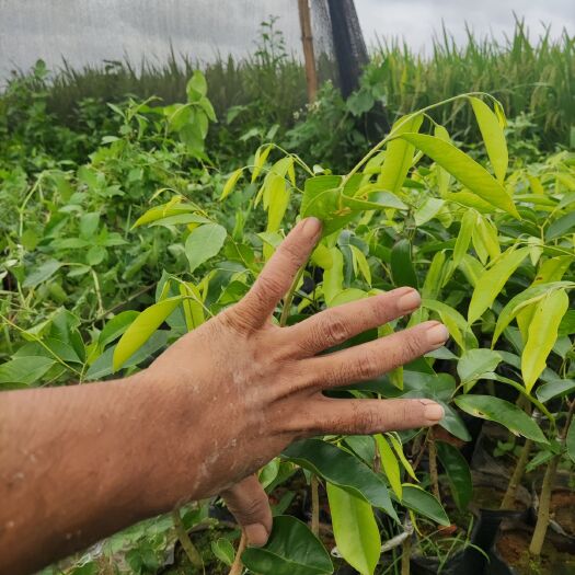 奇楠沉香树 椅南沉香苗，油叶子，糖结，虎斑，紫棋，波浪仔