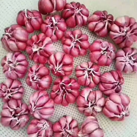 金乡县紫皮大蒜