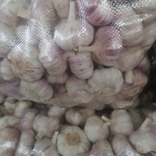 邳州市红皮蒜  精品净蒜红蒜，