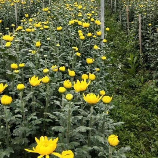 上海菊花切花  白菊花黄菊花自己种植全国批发