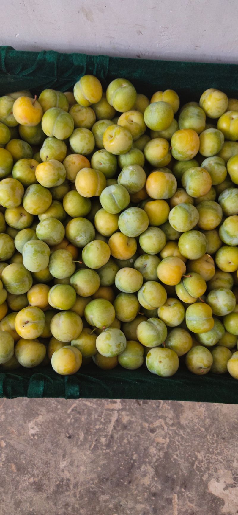 蜂糖李  六马蜂螗李