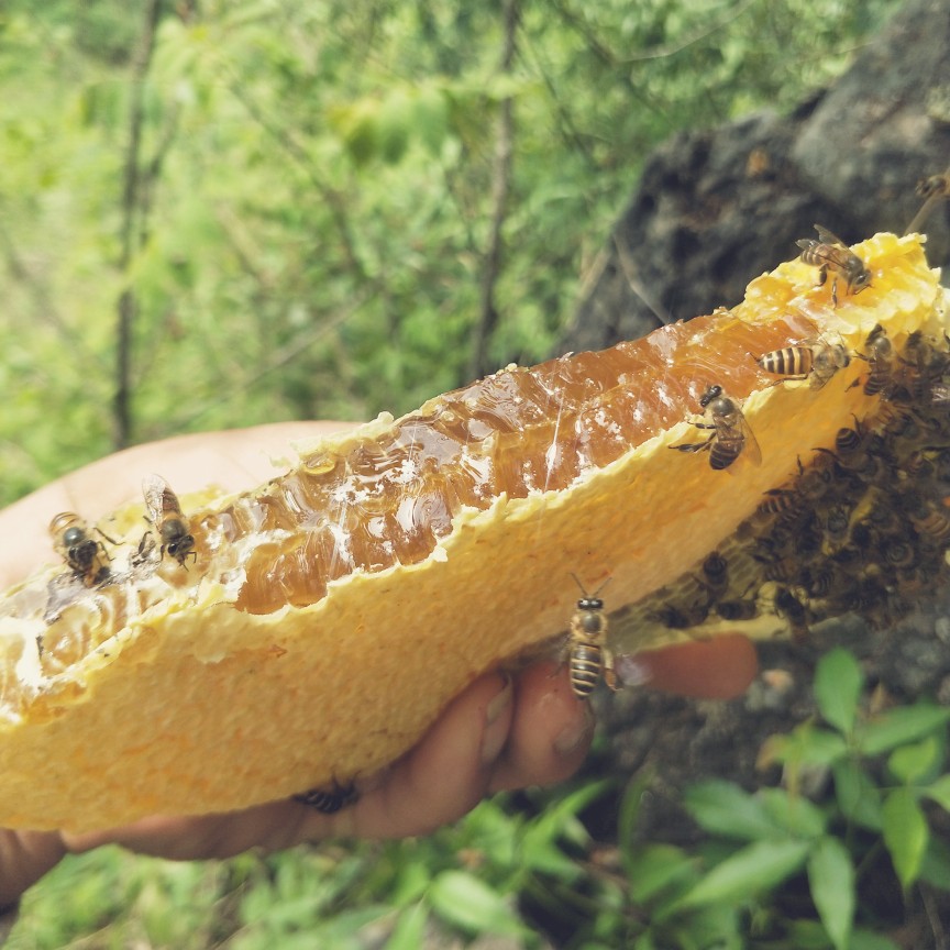 野蜂蜜广西百色山里蜂蜜