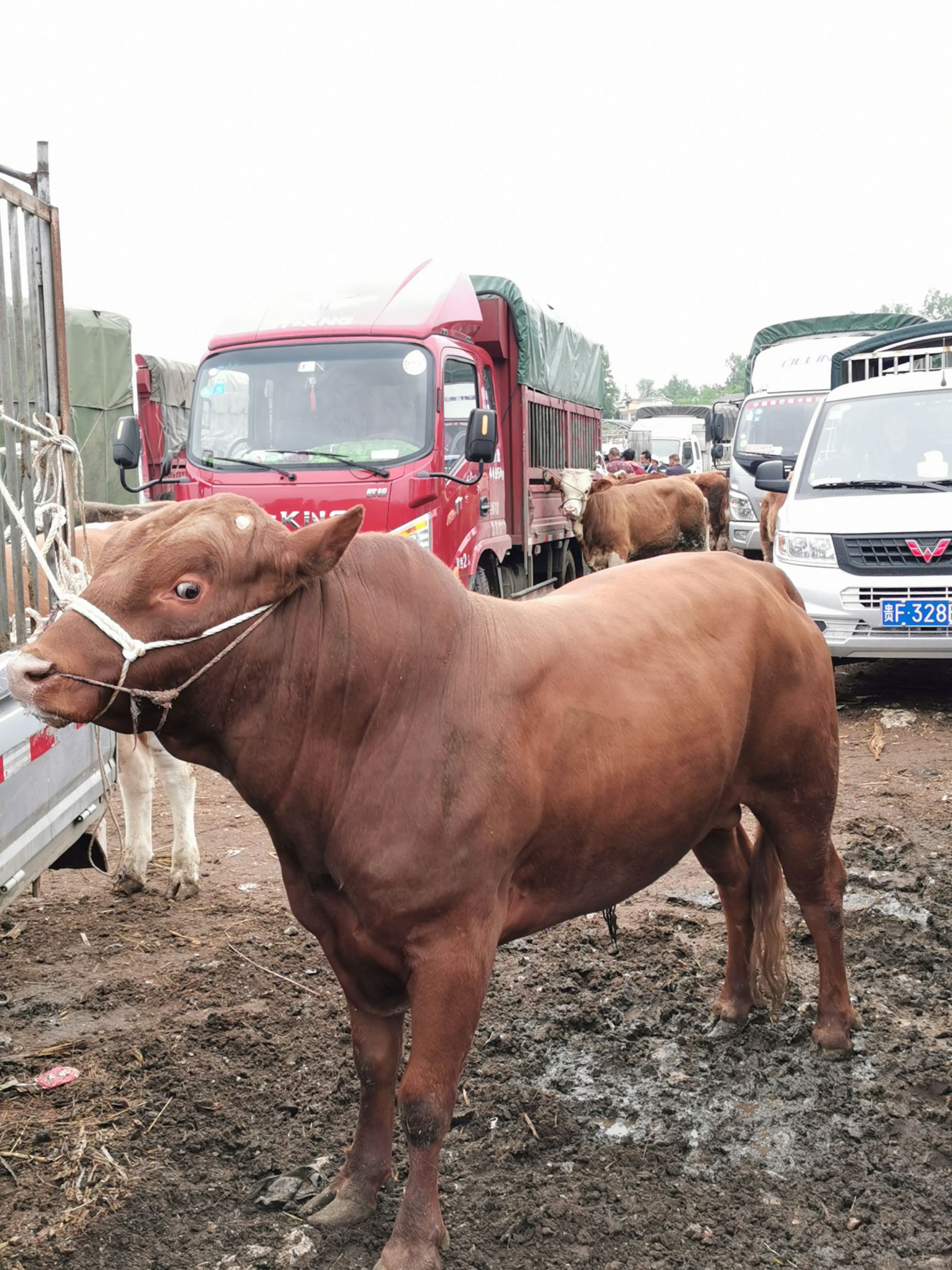 贵州改良黄牛，高山放养，环境适应能力强，肉质好，耐粗饲好管理