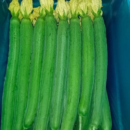 启东市精品鲜花丝瓜