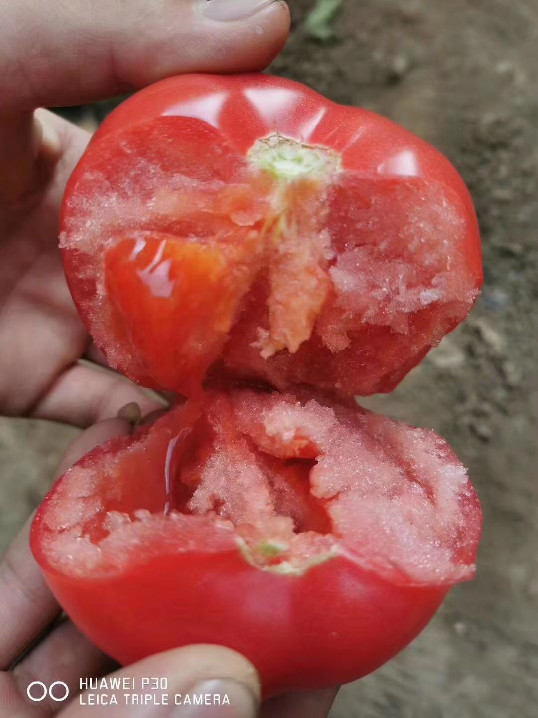 硬粉西红柿苗 —科雷娜 秋延迟 越冬 早春 硬粉番茄品种