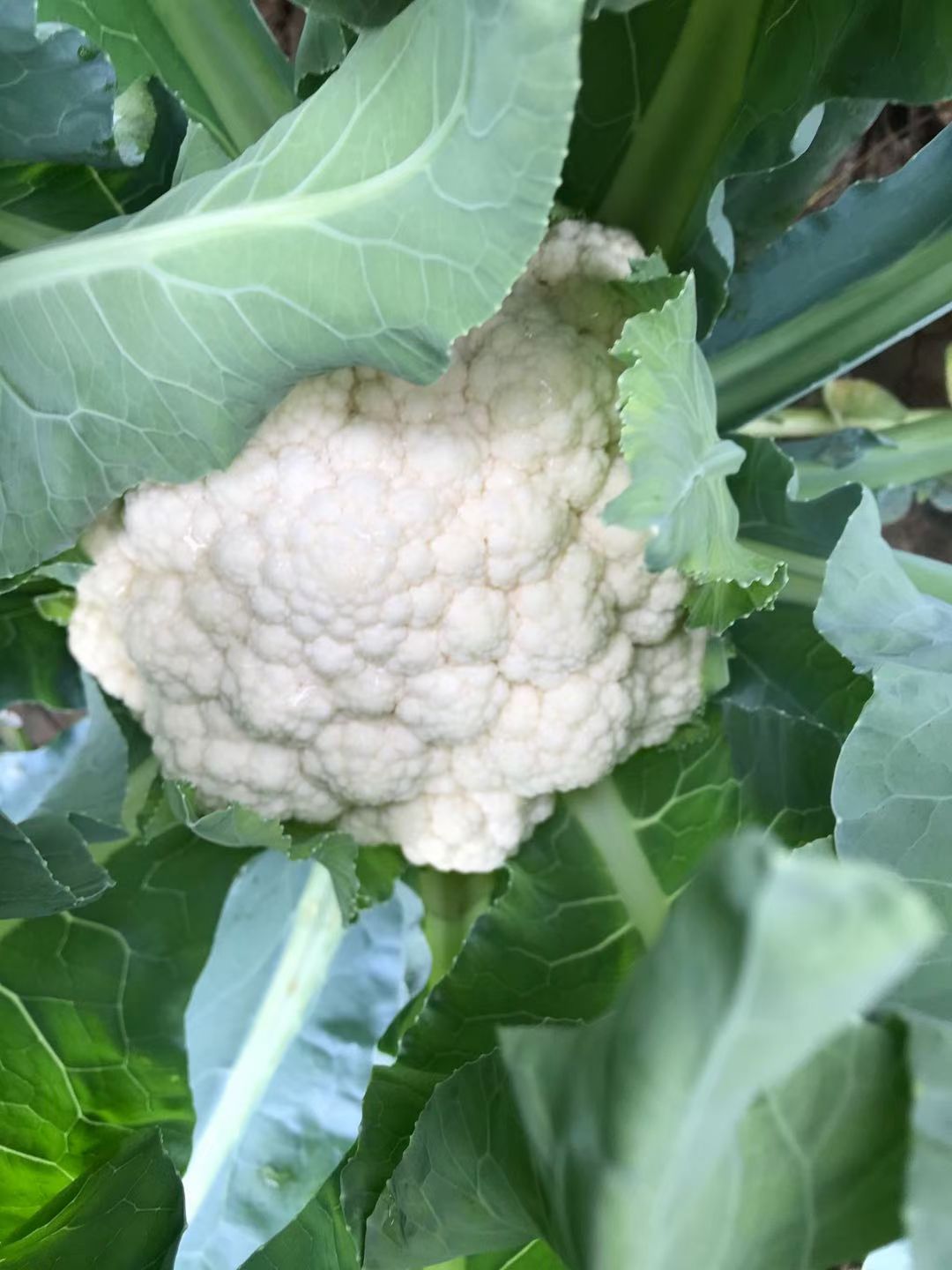 白面青梗松花菜种子  宝岛（65日）青梗松花菜，耐寒耐湿、耐