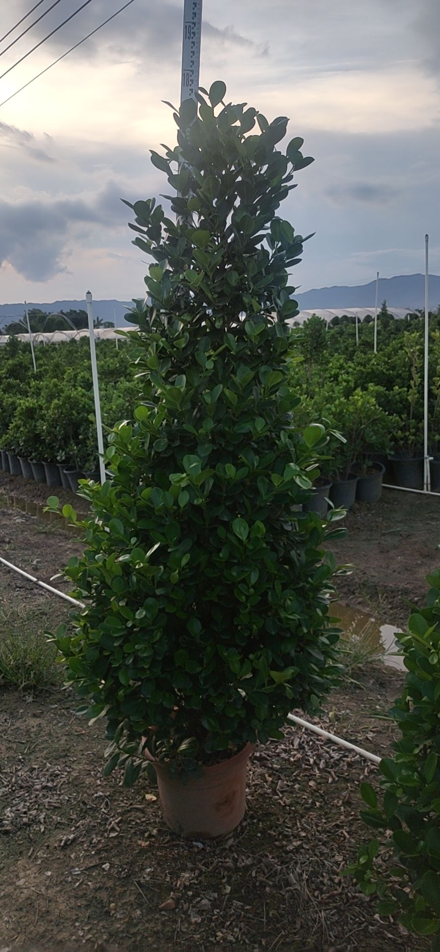  火山榕基地直销！