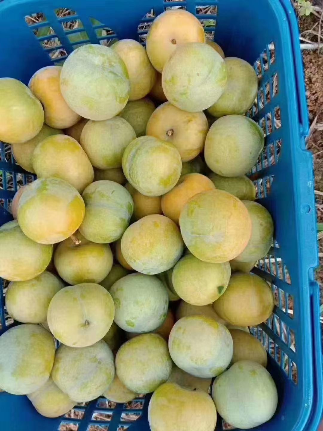 蜂糖李  可口。甜。脆。