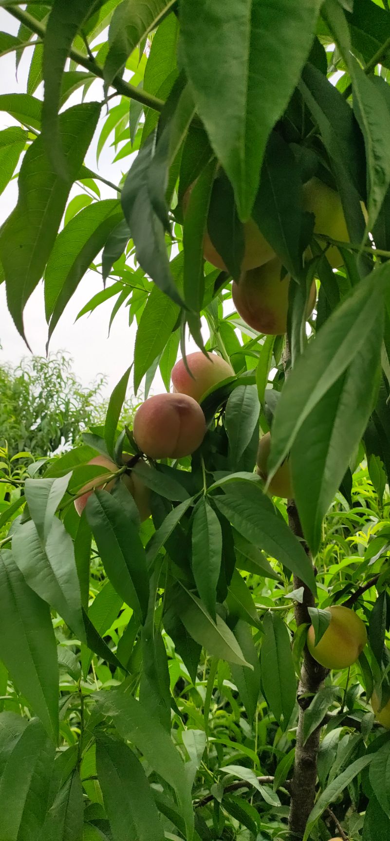 突圍桃 突圍毛桃，油桃