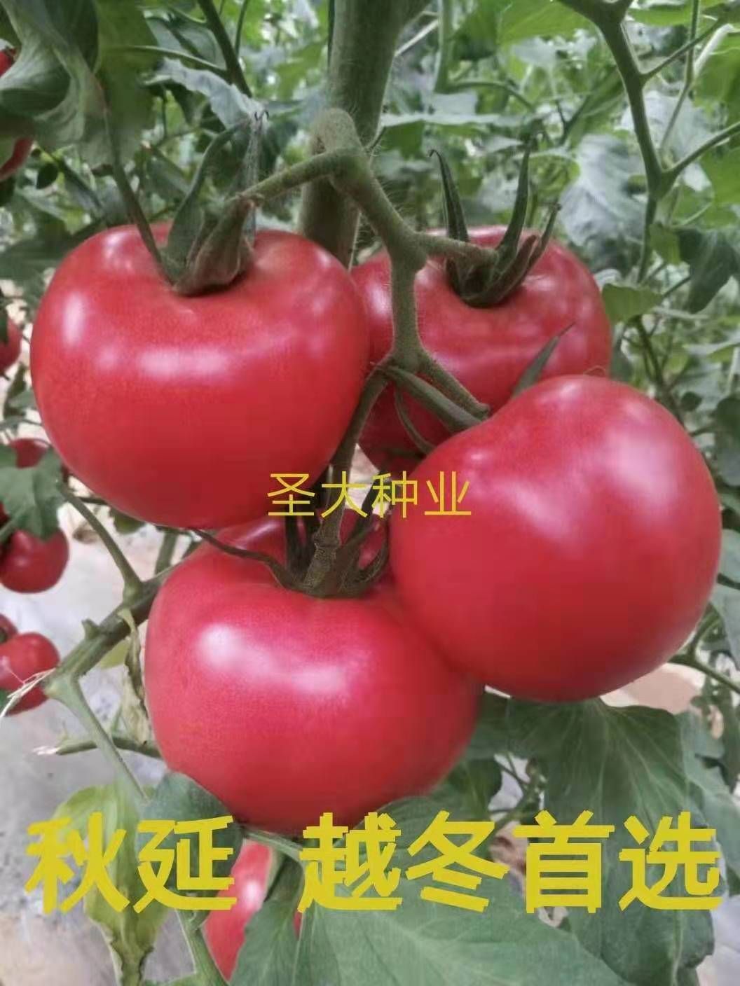 硬粉西红柿苗 —科雷娜 秋延迟 越冬 早春 硬粉番茄品种