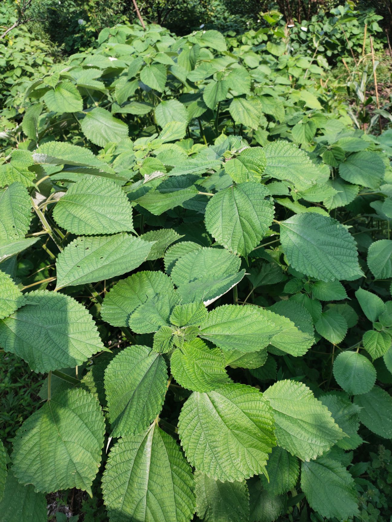 四川苎麻之乡优质苎麻，青麻，青麻丝