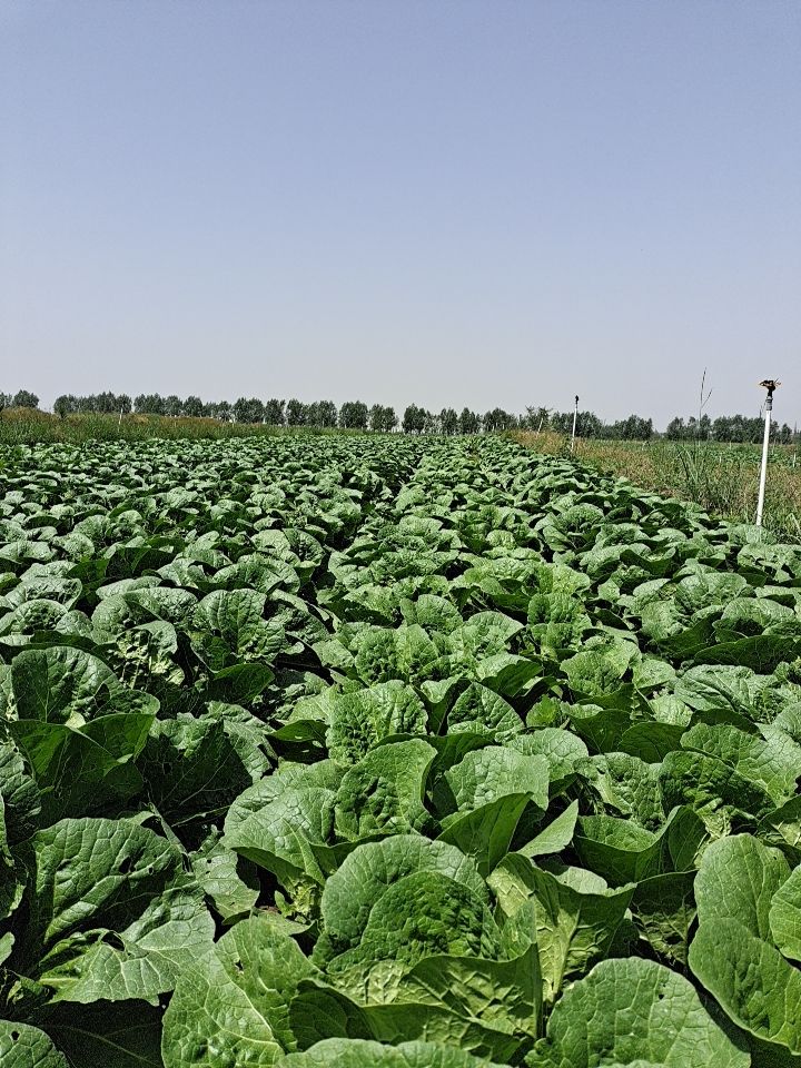 黄心大白菜  精品白菜马上上市，欢迎选购！