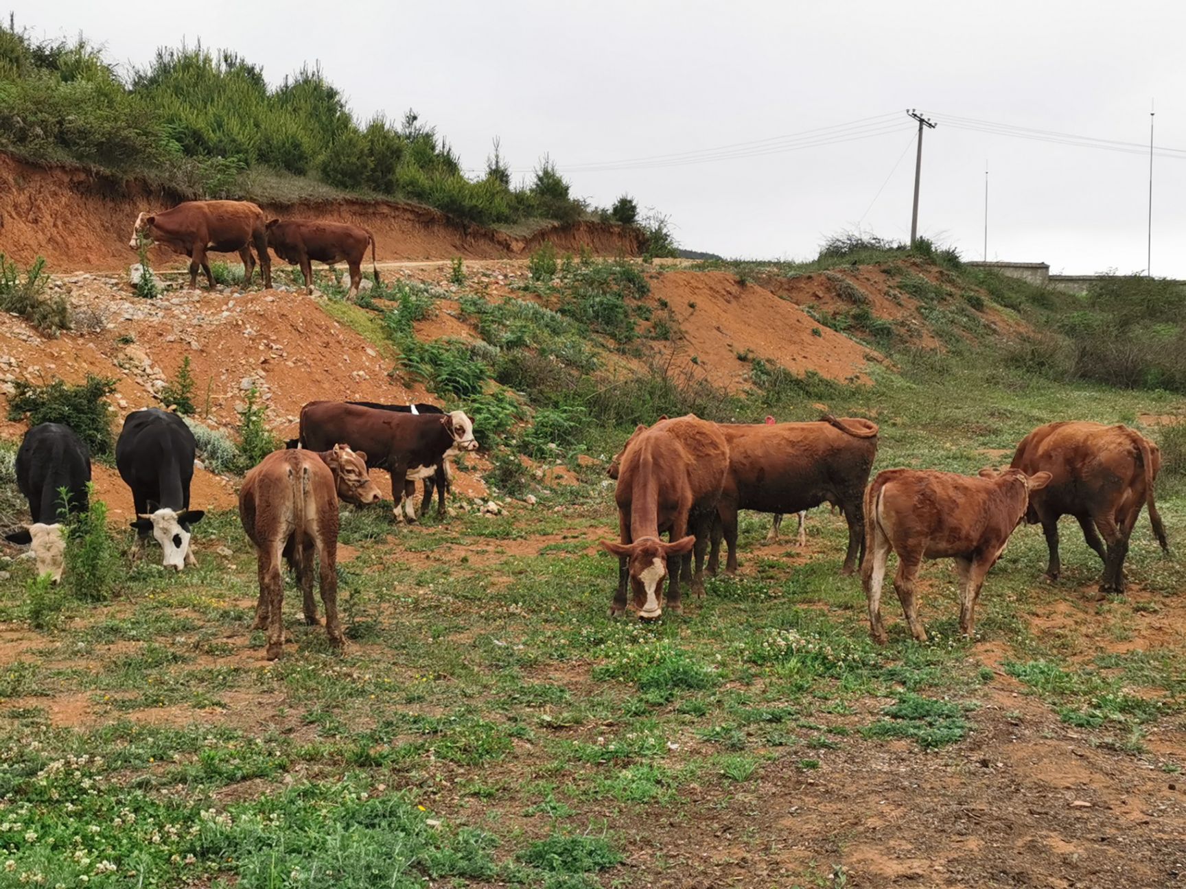 贵州改良黄牛，高山放养，环境适应能力强，肉质好，耐粗饲好管理