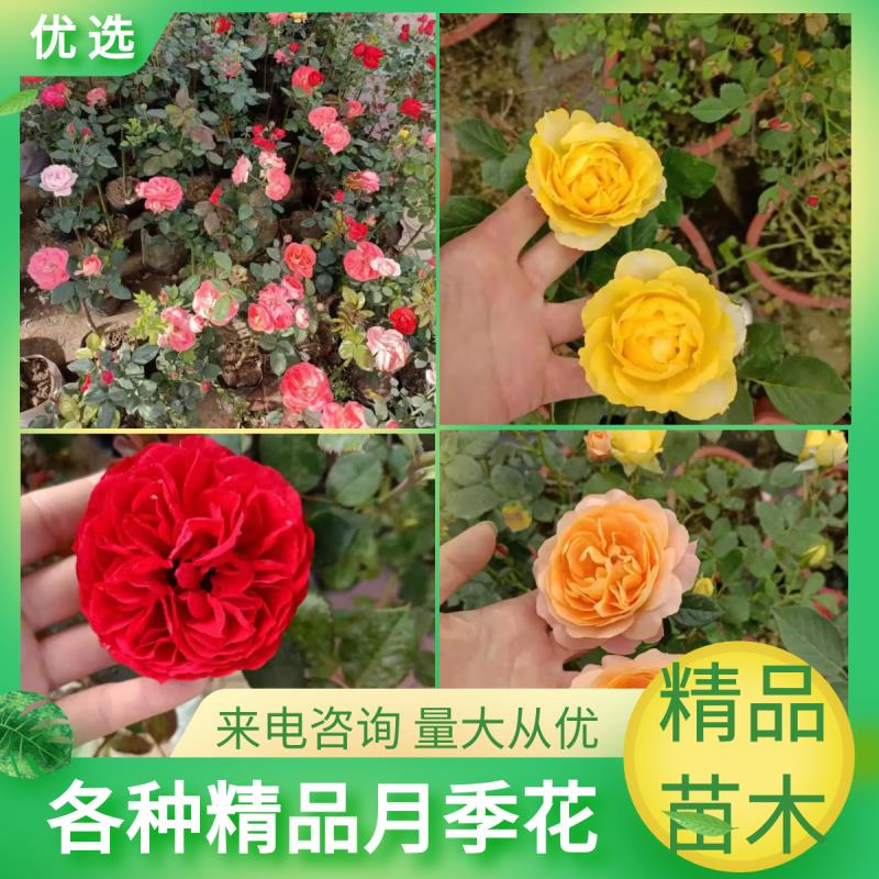  月季  精品月季   树桩月季，大花月季