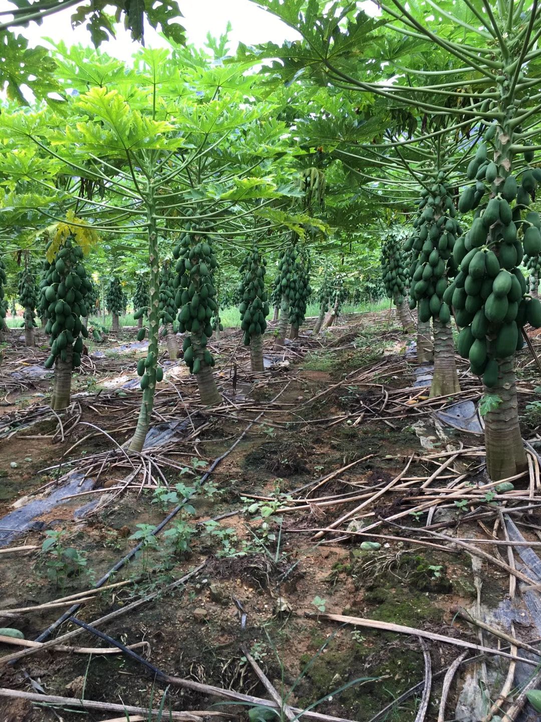 红心木瓜大量上市中，果园直供，货源充足价格美丽，量大从优