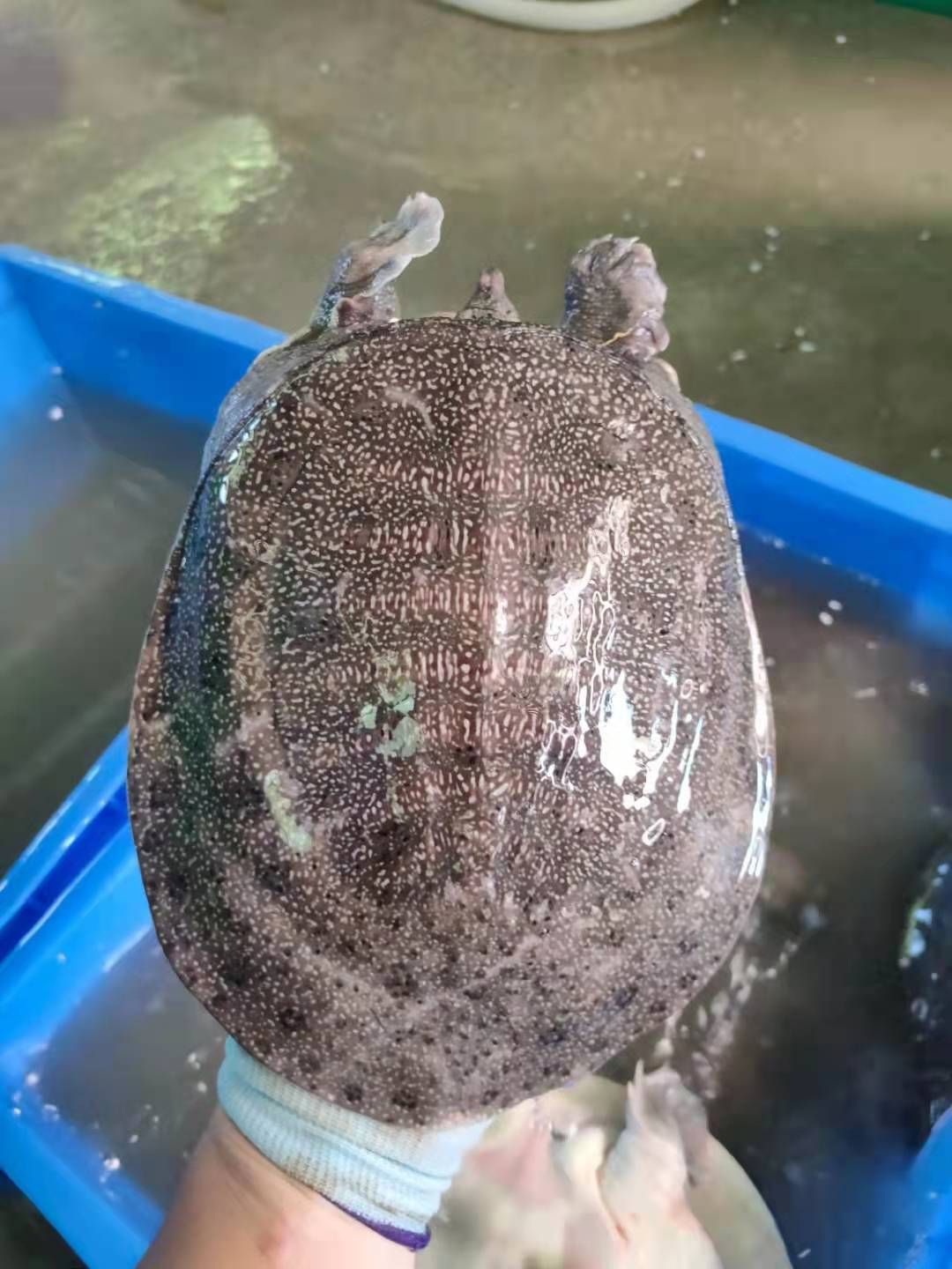 清溪花鳖 广东省热卖精品甲鱼水鱼团鱼荷塘养殖基地直供质量保证